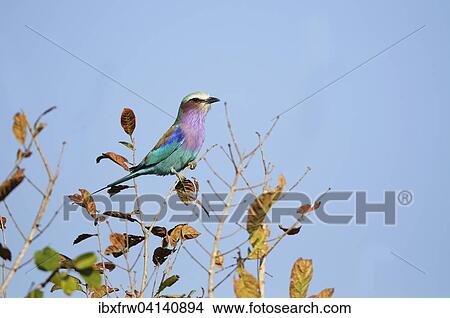 Picture - Lilac-breasted roller (Coracias caudatus), perched in tree, South Luangwa National Park, Zambia, Africa. Fotosearch
