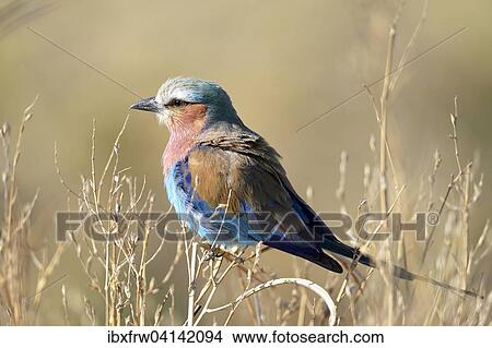 Picture - Lilac-breasted roller (Coracias caudatus) sitting on branches, South Luangwa National Park, Zambia, Africa. Fotosearch