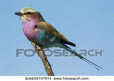 Picture - Lilac-breasted Roller (Coracias caudata), Okavango Delta, Moremi Game Reserve, Botswana, Africa. Fotosearch