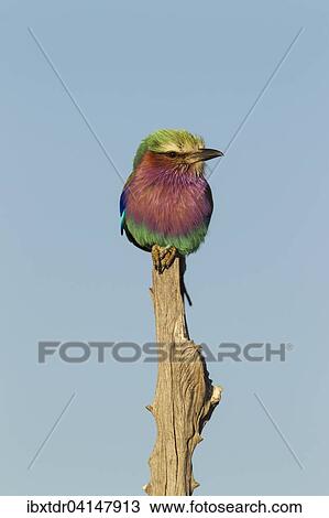Stock Image - Lilac-breasted Roller (Coracias caudata), Okavango Delta, Moremi Game Reserve, Botswana, Africa. Fotosearch