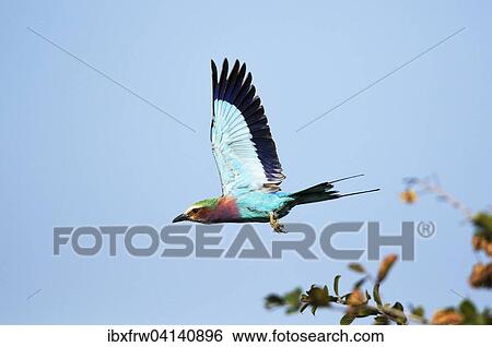 Lilac-breasted roller (Coracias caudatus) in flight, South Luangwa National Park, Zambia, Africa View Large Photo Image Stock Photograph - Lilac-breasted roller (Coracias caudatus) in flight, South Luangwa National Park, Zambia, Africa. Fotosearch