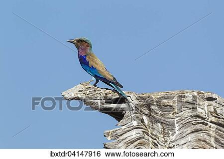 Lilac-breasted Roller (Coracias caudata), Chobe National Park, Botswana, Africa View Large Photo Image Stock Photograph - Lilac-breasted Roller (Coracias caudata), Chobe National Park, Botswana, Africa. Fotosearch