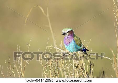 Lilac-breasted roller (Coracias caudatus) perching on tree branches, South Luangwa National Park, Zambia, Africa View Large Photo Image Stock Photography - Lilac-breasted roller (Coracias caudatus) perching on tree branches, South Luangwa National Park, Zambia, Africa. Fotosearch
