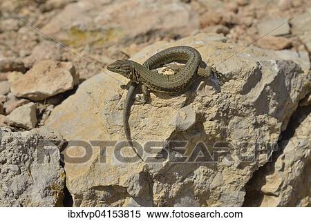 Stock Photography - Lilford's Wall Lizard (Podarcis lilfordi giglioli) on the dragon island Sa Dragonera, Majorca, Balearic Islands, Spain, Europe. Fotosearch