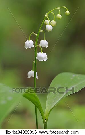 Lily of the Valley (Convallaria majalis), North Rhine-Westphalia, Germany, Europe View Large Photo Image Stock Photograph - Lily of the Valley (Convallaria majalis), North Rhine-Westphalia, Germany, Europe. Fotosearch