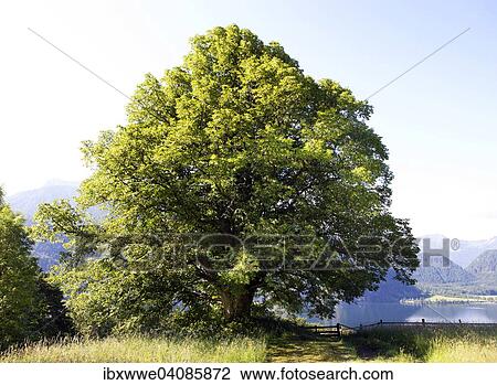 Lime or Large-leaved Lime (Tilia platyphyllos) on a summer meadow, Mondseeland region, Mondsee lake, Salzkammergut, Upper Austria, Austria, Europe View Large Photo Image Stock Image - Lime or Large-leaved Lime (Tilia platyphyllos) on a summer meadow, Mondseeland region, Mondsee lake, Salzkammergut, Upper Austria, Austria, Europe. Fotosearch