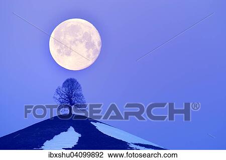 Stock Image - Lime Tree (Tilia) on a moraine hill at full moon, Canton of Zurich, Switzerland, Europe. Fotosearch