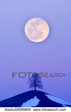Lime Tree (Tilia) on a moraine hill at full moon, Canton of Zurich, Switzerland, Europe View Large Photo Image Stock Image - Lime Tree (Tilia) on a moraine hill at full moon, Canton of Zurich, Switzerland, Europe. Fotosearch