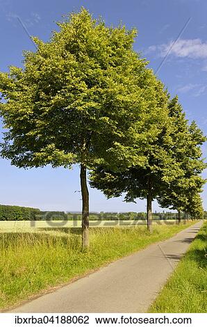 Lime trees (Tilia sp. ) next to bike path, North Rhine-Westphalia, Germany, Europe View Large Photo Image Stock Image - Lime trees (Tilia sp. ) next to bike path, North Rhine-Westphalia, Germany, Europe. Fotosearch