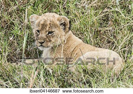 Lion cub (Panthera leo), Masai Mara National Reserve, Kenya, Africa View Large Photo Image Stock Photo - Lion cub (Panthera leo), Masai Mara National Reserve, Kenya, Africa. Fotosearch
