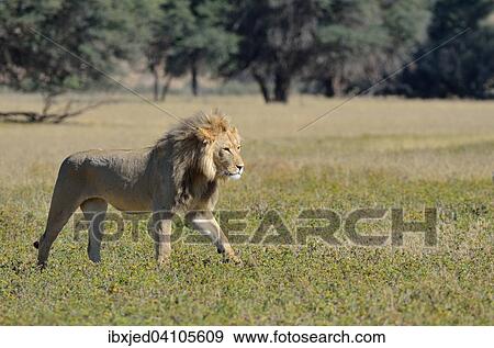 Lion (Panthera leo), adult male, walking in the grass, Kgalagadi Transfrontier Park, Northern Cape, South Africa, Africa View Large Photo Image Stock Photo - Lion (Panthera leo), adult male, walking in the grass, Kgalagadi Transfrontier Park, Northern Cape, South Africa, Africa. Fotosearch