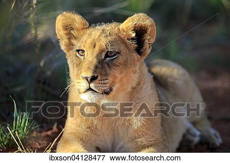 Lion (Panthera leo), cub, four months, Tswalu Game Reserve, Kalahari Desert, South Africa, Africa View Large Photo Image Stock Photo - Lion (Panthera leo), cub, four months, Tswalu Game Reserve, Kalahari Desert, South Africa, Africa. Fotosearch