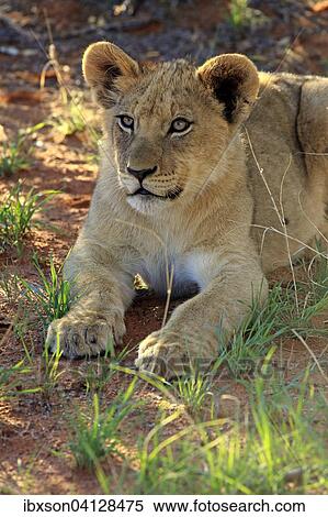 Lion (Panthera leo), cub, four months, Tswalu Game Reserve, Kalahari Desert, South Africa, Africa View Large Photo Image Stock Photography - Lion (Panthera leo), cub, four months, Tswalu Game Reserve, Kalahari Desert, South Africa, Africa. Fotosearch