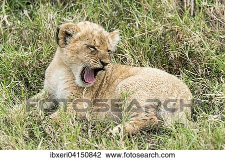 Lion (Panthera leo), cub, yawning, Maasai Mara, Kenya, Africa View Large Photo Image Stock Image - Lion (Panthera leo), cub, yawning, Maasai Mara, Kenya, Africa. Fotosearch