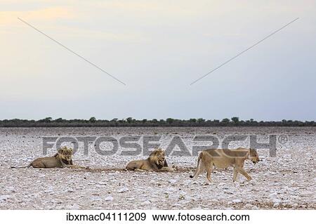 Lion (Panthera leo) in early morning light, Etosha National Park, Namibia, Africa View Large Photo Image Stock Photo - Lion (Panthera leo) in early morning light, Etosha National Park, Namibia, Africa. Fotosearch