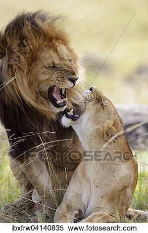 Stock Photography - Lion (Panthera leo), lion couple pair mating, hissing at each other, Maasai Mara National Reserve, Kenya, Africa. Fotosearch