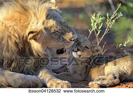 Stock Image - Lion (Panthera leo), male and cub, four months Tswalu Game Reserve, Kalahari Desert, South Africa, Africa. Fotosearch