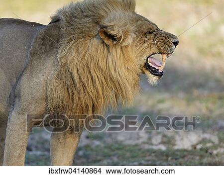 Picture - Lion (Panthera leo), male, flehming, Lower Zambezi National Park, Zambia, Africa. Fotosearch