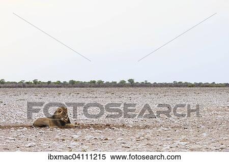 Lion (Panthera leo), male, in the morning light, Etosha National Park, Namibia, Africa View Large Photo Image Stock Photography - Lion (Panthera leo), male, in the morning light, Etosha National Park, Namibia, Africa. Fotosearch