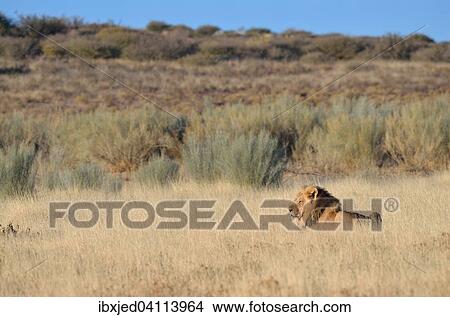Lion (Panthera leo), male, lying in the grass, Kgalagadi Transfrontier Park, Northern Cape, South Africa, Africa View Large Photo Image Picture - Lion (Panthera leo), male, lying in the grass, Kgalagadi Transfrontier Park, Northern Cape, South Africa, Africa. Fotosearch