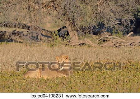 Lion (Panthera leo), male, lying in the grass, morning light, Kgalagadi Transfrontier Park, Northern Cape, South Africa, Africa View Large Photo Image Stock Image - Lion (Panthera leo), male, lying in the grass, morning light, Kgalagadi Transfrontier Park, Northern Cape, South Africa, Africa. Fotosearch