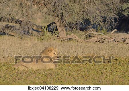 Lion (Panthera leo), male, lying in the grass, morning light, Kgalagadi Transfrontier Park, Northern Cape, South Africa, Africa View Large Photo Image Stock Photo - Lion (Panthera leo), male, lying in the grass, morning light, Kgalagadi Transfrontier Park, Northern Cape, South Africa, Africa. Fotosearch