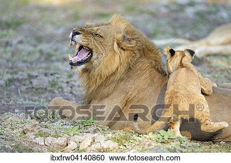 Lion (Panthera leo), male playing with young, Lower Zambezi National Park, Zambia, Africa View Large Photo Image Stock Image - Lion (Panthera leo), male playing with young, Lower Zambezi National Park, Zambia, Africa. Fotosearch