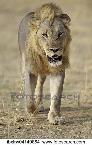 Picture - Lion (Panthera leo), male, walking, South Luangwa National Park, Zambia, Africa. Fotosearch