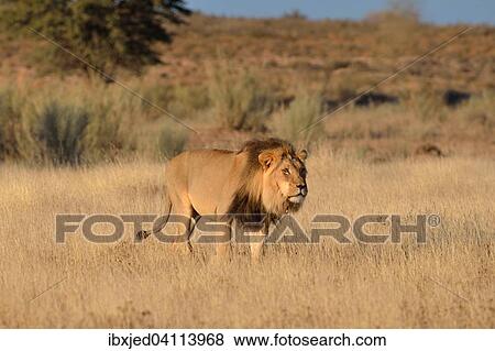 Lion (Panthera leo), male, walking through the grass, with the spine of a porcupine on his neck, Kgalagadi Transfrontier Park, Northern Cape, South Africa, Africa View Large Photo Image Stock Photo - Lion (Panthera leo), male, walking through the grass, with the spine of a porcupine on his neck, Kgalagadi Transfrontier Park, Northern Cape, South Africa, Africa. Fotosearch