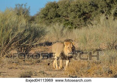 Lion (Panthera leo), male, walking through the bushes, with the spine of a porcupine on his neck, Kgalagadi Transfrontier Park, Northern Cape, South Africa, Africa View Large Photo Image Stock Photo - Lion (Panthera leo), male, walking through the bushes, with the spine of a porcupine on his neck, Kgalagadi Transfrontier Park, Northern Cape, South Africa, Africa. Fotosearch