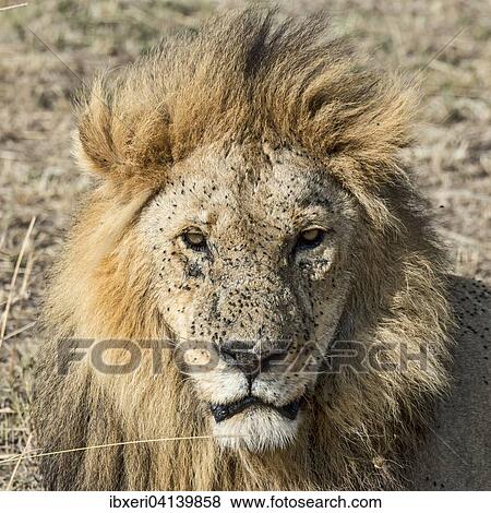 Lion (Panthera leo), male, with many flies, fly plague, Maasai Mara, Kenya, Africa View Large Photo Image Stock Photo - Lion (Panthera leo), male, with many flies, fly plague, Maasai Mara, Kenya, Africa. Fotosearch