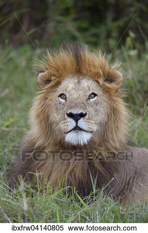 Lion (Panthera leo), squinting male, Maasai Mara National Reserve, Kenya, Africa View Large Photo Image Stock Photography - Lion (Panthera leo), squinting male, Maasai Mara National Reserve, Kenya, Africa. Fotosearch
