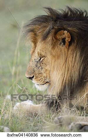 Lion (Panthera leo), strong male, resting, Maasai Mara National Reserve, Kenya, Africa View Large Photo Image Stock Photograph - Lion (Panthera leo), strong male, resting, Maasai Mara National Reserve, Kenya, Africa. Fotosearch