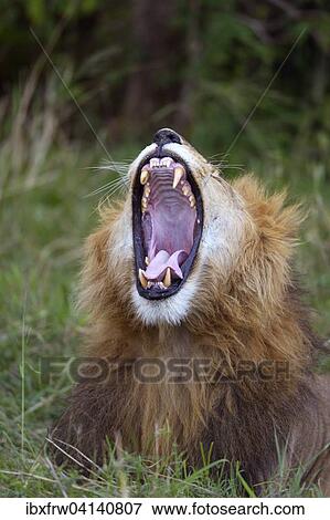 Stock Photo - Lion (Panthera leo), yawning male, Maasai Mara National Reserve, Kenya, Africa. Fotosearch