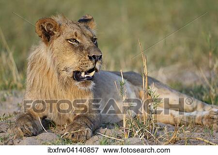 Stock Photo - Lion (Panthera leo), young male, Lower Zambezi National Park, Zambia, Africa. Fotosearch