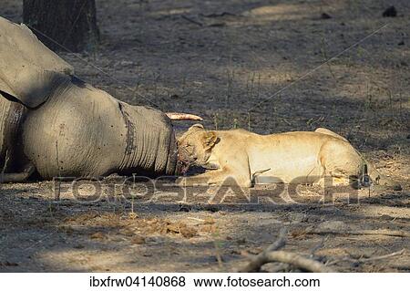 Lioness (Panhera leo) feeding on elephant carcass, Lower Zambezi National Park, Zambia, Africa View Large Photo Image Stock Photo - Lioness (Panhera leo) feeding on elephant carcass, Lower Zambezi National Park, Zambia, Africa. Fotosearch