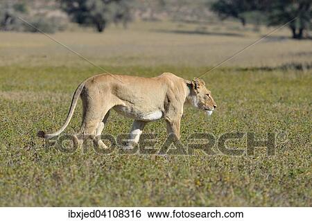 Lioness (Panthera leo), adult female, walking in the grass, Kgalagadi Transfrontier Park, Northern Cape, South Africa, Africa View Large Photo Image Stock Photograph - Lioness (Panthera leo), adult female, walking in the grass, Kgalagadi Transfrontier Park, Northern Cape, South Africa, Africa. Fotosearch