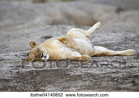 Lioness (Panthera leo), asleep, Lower Zambezi National Park, Zambia, Africa View Large Photo Image Stock Image - Lioness (Panthera leo), asleep, Lower Zambezi National Park, Zambia, Africa. Fotosearch