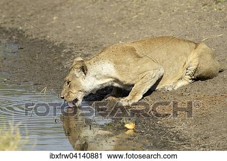 Lioness (Panthera leo) drinking at the waterhole, South Luangwa National Park, Zambia, Africa View Large Photo Image Stock Image - Lioness (Panthera leo) drinking at the waterhole, South Luangwa National Park, Zambia, Africa. Fotosearch