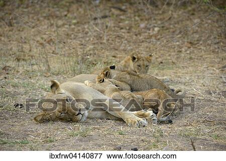 Lioness (Panthera leo), female feeding pups, Lower Zambezi National Park, Zambia, Africa View Large Photo Image Stock Photo - Lioness (Panthera leo), female feeding pups, Lower Zambezi National Park, Zambia, Africa. Fotosearch