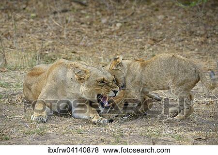 Lioness (Panthera leo), female feeding pups, angry, Lower Zambezi National Park, Zambia, Africa View Large Photo Image Stock Photo - Lioness (Panthera leo), female feeding pups, angry, Lower Zambezi National Park, Zambia, Africa. Fotosearch