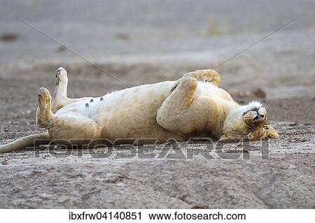 Lioness (Panthera leo) lying on her back, Lower Zambezi National Park, Zambia, Africa View Large Photo Image Stock Image - Lioness (Panthera leo) lying on her back, Lower Zambezi National Park, Zambia, Africa. Fotosearch
