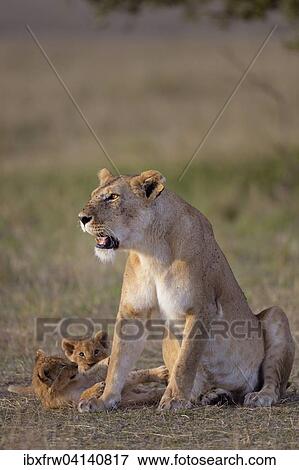 Stock Photo - Lioness (Panthera leo) with cubs, Masai Mara National Reserve, Kenya, Africa. Fotosearch