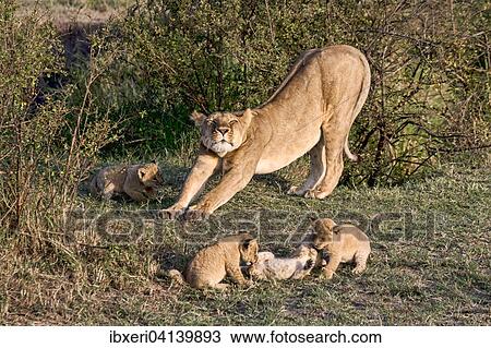Lioness (Panthera leo) with cubs, Maasai Mara, Kenya, Africa View Large Photo Image Stock Image - Lioness (Panthera leo) with cubs, Maasai Mara, Kenya, Africa. Fotosearch
