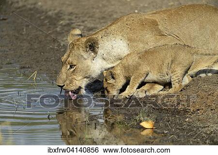 Stock Photograph - Lioness (Panthera leo) with her cub drinking at the waterhole, South Luangwa National Park, Zambia, Africa. Fotosearch