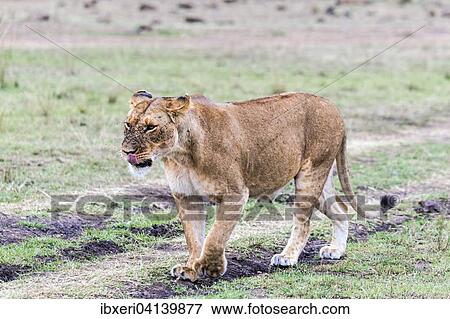 Lioness (Panthera leo), with many flies, fly plague, Maasai Mara, Kenya, Africa View Large Photo Image Stock Photo - Lioness (Panthera leo), with many flies, fly plague, Maasai Mara, Kenya, Africa. Fotosearch
