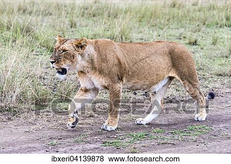 Stock Photo - Lioness (Panthera leo), with many flies, fly plague, Maasai Mara, Kenya, Africa. Fotosearch