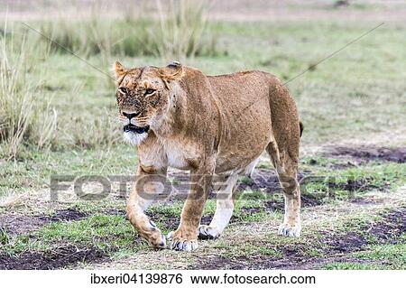 Stock Photograph - Lioness (Panthera leo), with many flies, fly plague, Maasai Mara, Kenya, Africa. Fotosearch