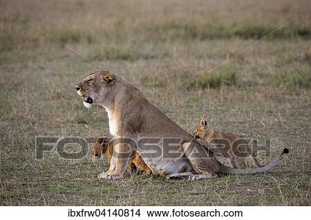 Lioness (Panthera leo) with playing cubs, Masai Mara National Reserve, Kenya, Africa View Large Photo Image Picture - Lioness (Panthera leo) with playing cubs, Masai Mara National Reserve, Kenya, Africa. Fotosearch