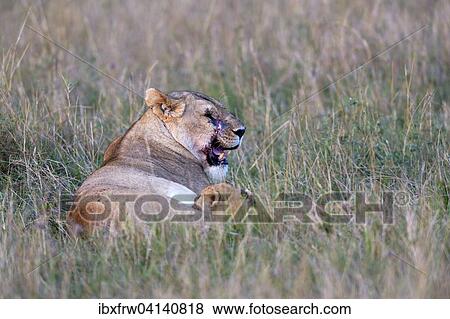 Stock Photo - Lioness (Panthera leo) with scarred face suckling her cub, Masai Mara National Reserve, Kenya, Africa. Fotosearch